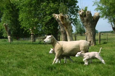 Every spring we have little lambs